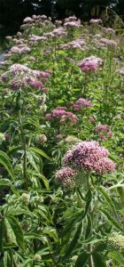 Hemp Agrimony (Eupatorium cannabinum) plants