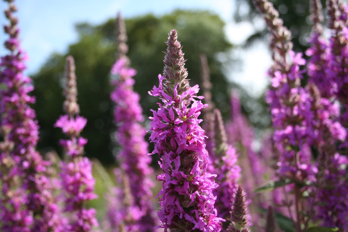 Lythrum Purple Loosestrife seed packet – Scotia Seeds