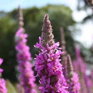 Purple Loosestrife (Lythrum salicaria)