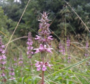 Marsh Woundwort