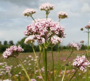 Valerian