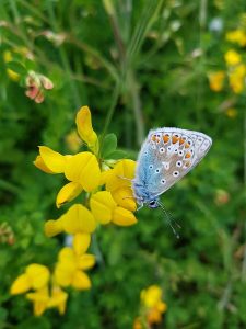 Common Blue butterfly on Birdsfoot Trefoil