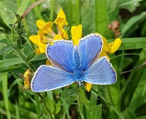 Common Blue butterfly on Birdsfoot Trefoil