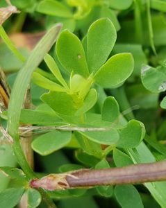 Birdsfoot Trefoil (Lotus corniculatus) leaves