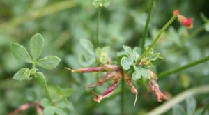 Birdsfoot Trefoil (Lotus corniculatus) seed heads leaves flower