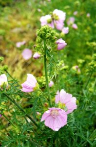 Musk Mallow (Malva moschata) plant