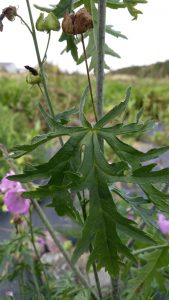 Musk Mallow (Malva moschata) leaf