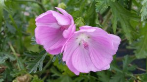 Musk Mallow (Malva moschata) flower