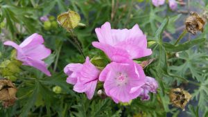 Musk Mallow (Malva moschata) flower