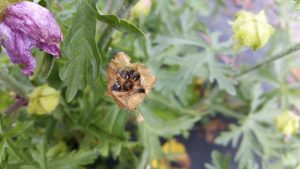 Musk Mallow (Malva moschata) seed pod