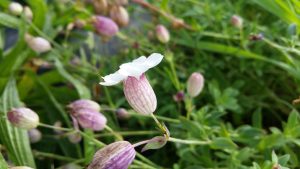 Sea Campion (Silene uniflora) flower