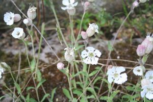 Sea Campion (Silene uniflora) plant