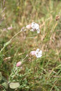 Sea Campion (Silene uniflora) plant