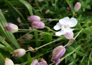 Sea Campion (Silene uniflora) flower and seed heads