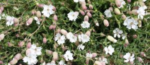 Sea Campion (Silene uniflora) plants