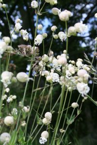 Bladde Campion (Silene vulgaris)