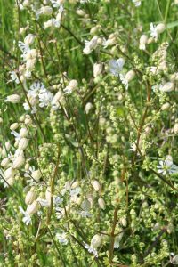 Bladder Campion (Silene vulgaris)