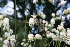 Bladder Campion (Silene vulgaris) at Broughty Ferry reserve