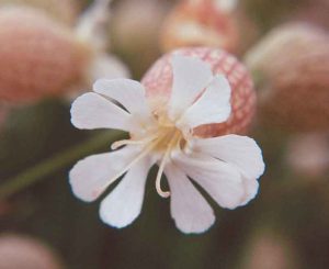 Bladder Campion