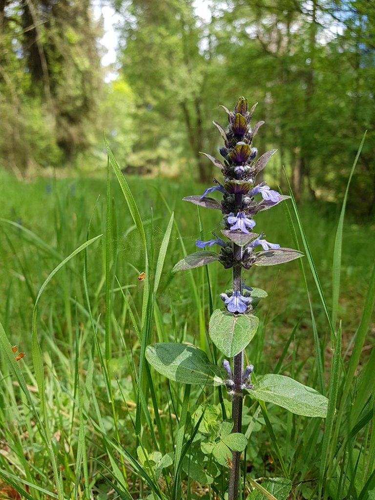 Bugle (Ajuga reptans)