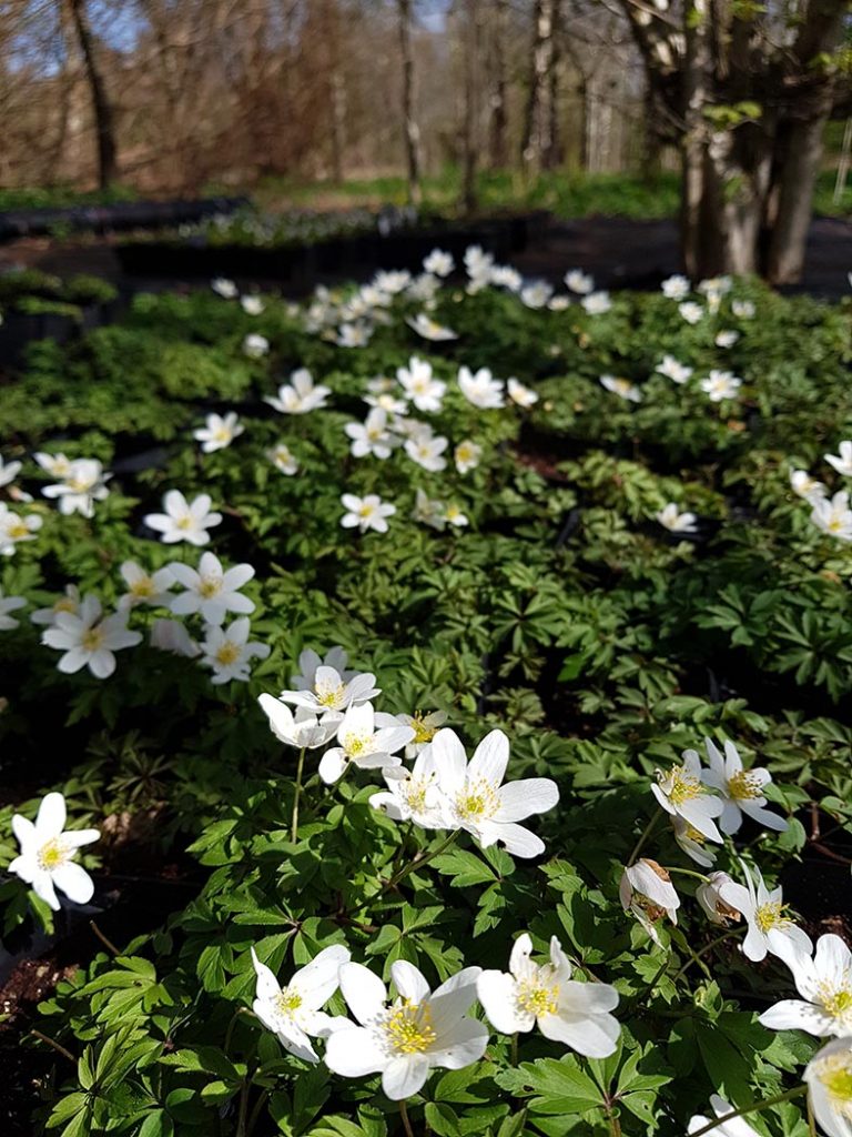 Wood Anemone (Anemone nemorosa),