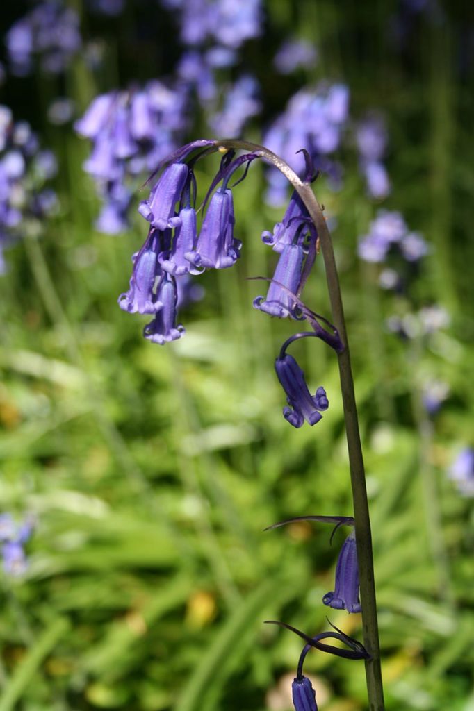 Bluebell (Hyacinthoides non-scripta)