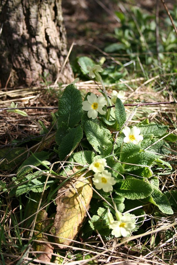 Primrose/ Spinkie (Primula vulgaris)