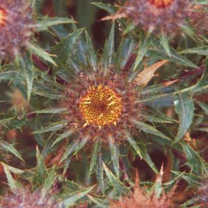 Carline Thistle flower