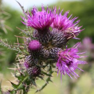 Marsh Thistle (Cirsium palustre)