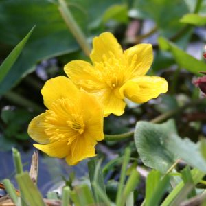 Marsh Marigold (Caltha palustris) flower