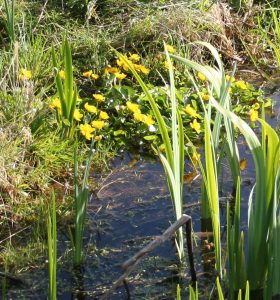 Marsh Marigold (Caltha palustris) at pond edge