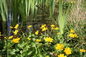 Marsh Marigold (Caltha palustris) plants with iris plants in pond