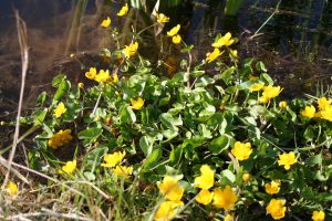 Marsh Marigold (Caltha palustris) plants