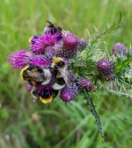 bumblebees on Marsh Thistle (Cirsium palustre)