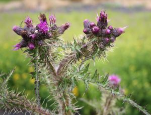 Marsh Thistle (Cirsium palustre)