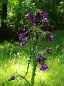 Marsh Thistle (Cirsium palustre)