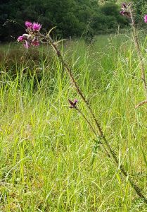 Marsh Thistle (Cirsium palustre)