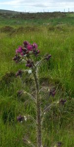 Marsh Thistle (Cirsium palustre)