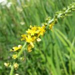 Agrimony (Agrimonia eupatoria) flower