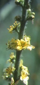 Agrimony (Agrimonia eupatoria) flower