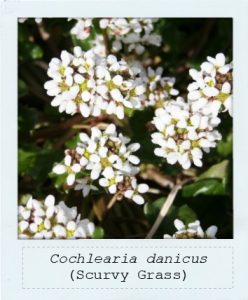 Cochlearia danicus (Scurvy Grass) flower