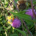 Small Copper butterfly on Common Knapweed wildflower