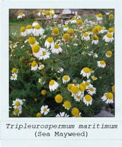 Tripleurospermum maritimum (Sea Mayweed) plant