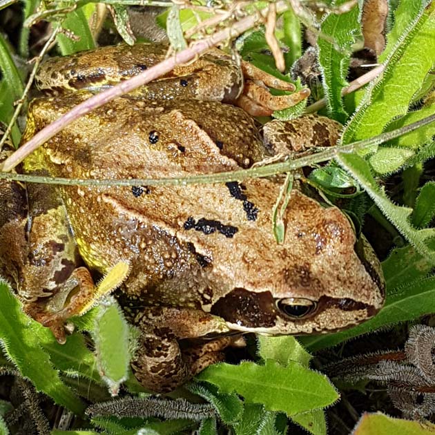 frog (Rana temporaria) in a crop of Autumn Hawkbit