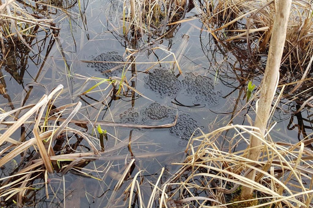 frogspawn in Willow Pond at Mavisbank